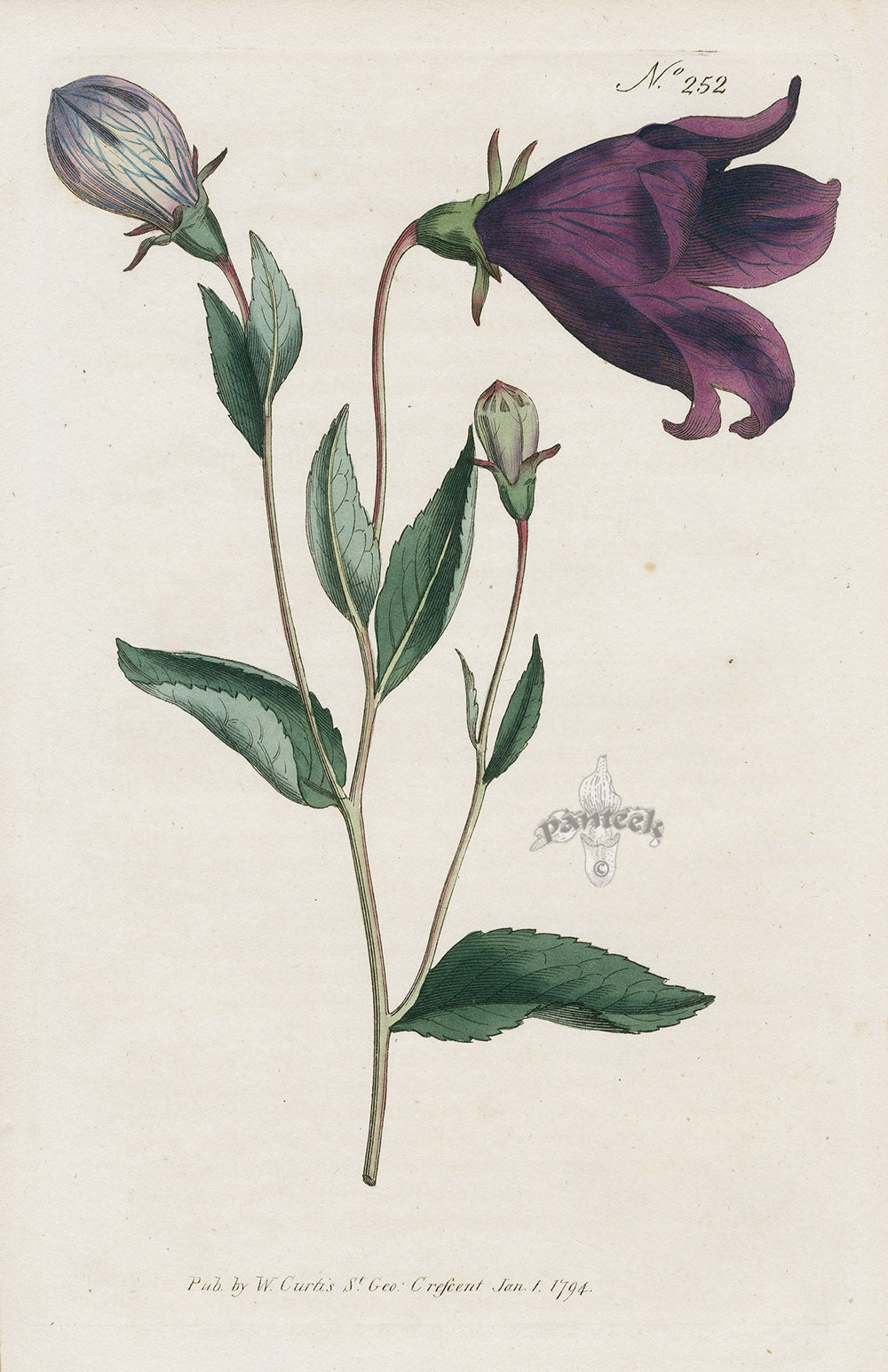 1800 Original Curtis Purple Campanula