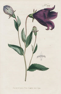 1800 Original Curtis Purple Campanula