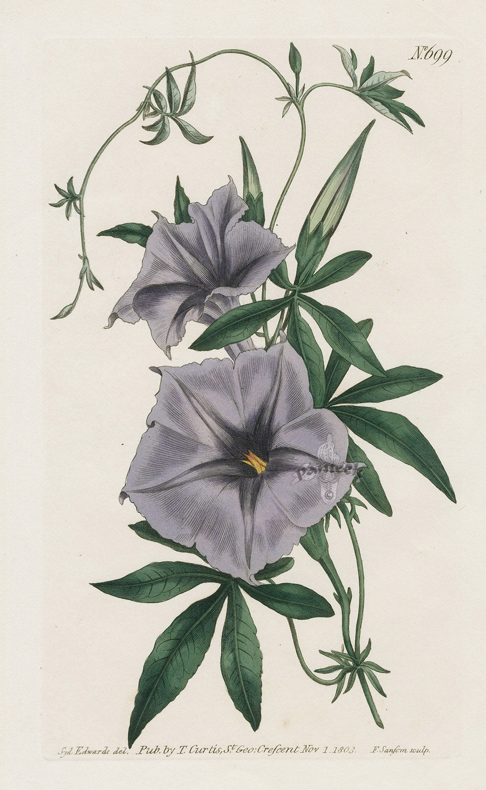1800 Original Curtis Violet Blue Alpine Aster