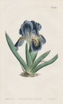 1800 Original Curtis Violet Blue Iris
