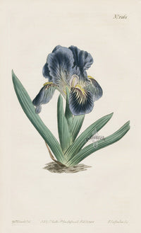 1800 Original Curtis Violet Blue Iris