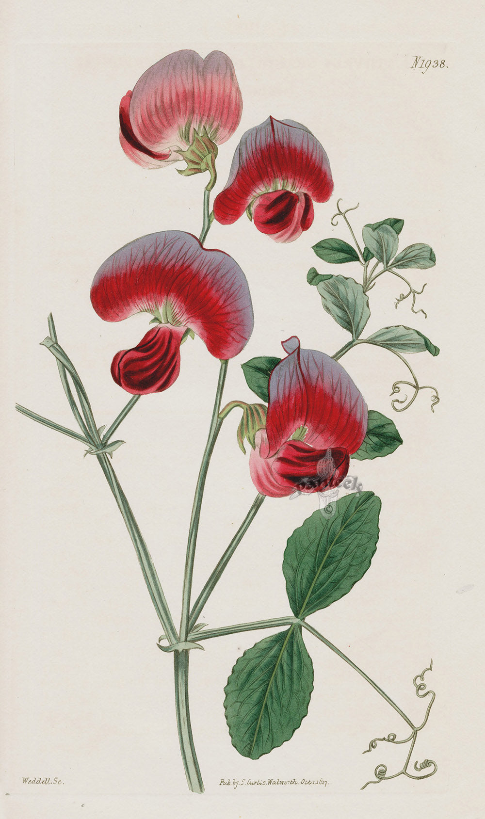 1800 Original Curtis Botanical Red Sweet Pea
