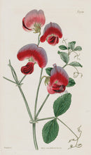 1800 Original Curtis Botanical Red Sweet Pea
