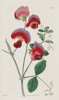 1800 Original Curtis Botanical Red Sweet Pea