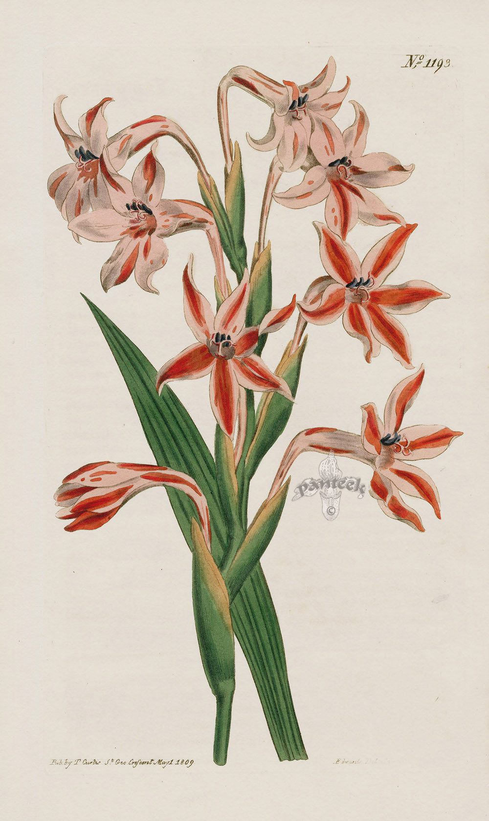 1800 Original Curtis Botanical Striped Red Gladiolus