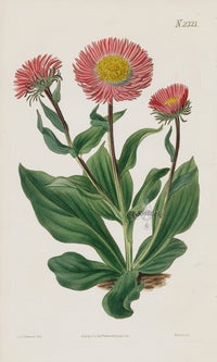1800 Original Curtis Botanical Flower Pink Aster Star Wort