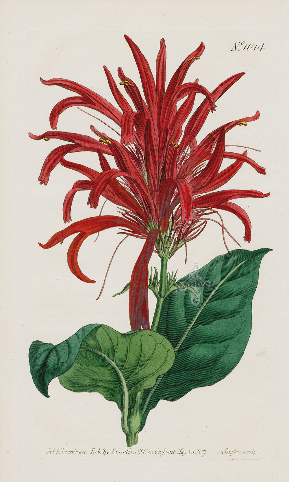 1800 Original Curtis Botanical Magazine Red Justicia