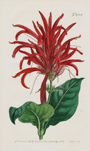 1800 Original Curtis Botanical Magazine Red Justicia