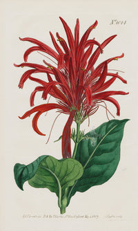 1800 Original Curtis Botanical Magazine Red Justicia