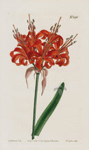 1800 Original Curtis Botanical Poppy Colored Amaryllis
