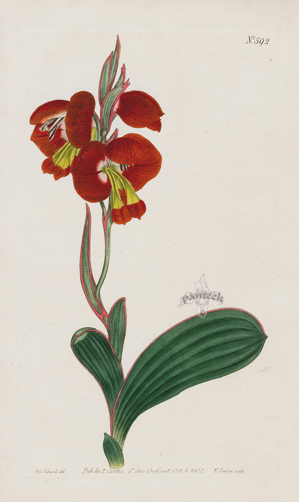 1800 Original Curtis Botanical Red Gladiolus