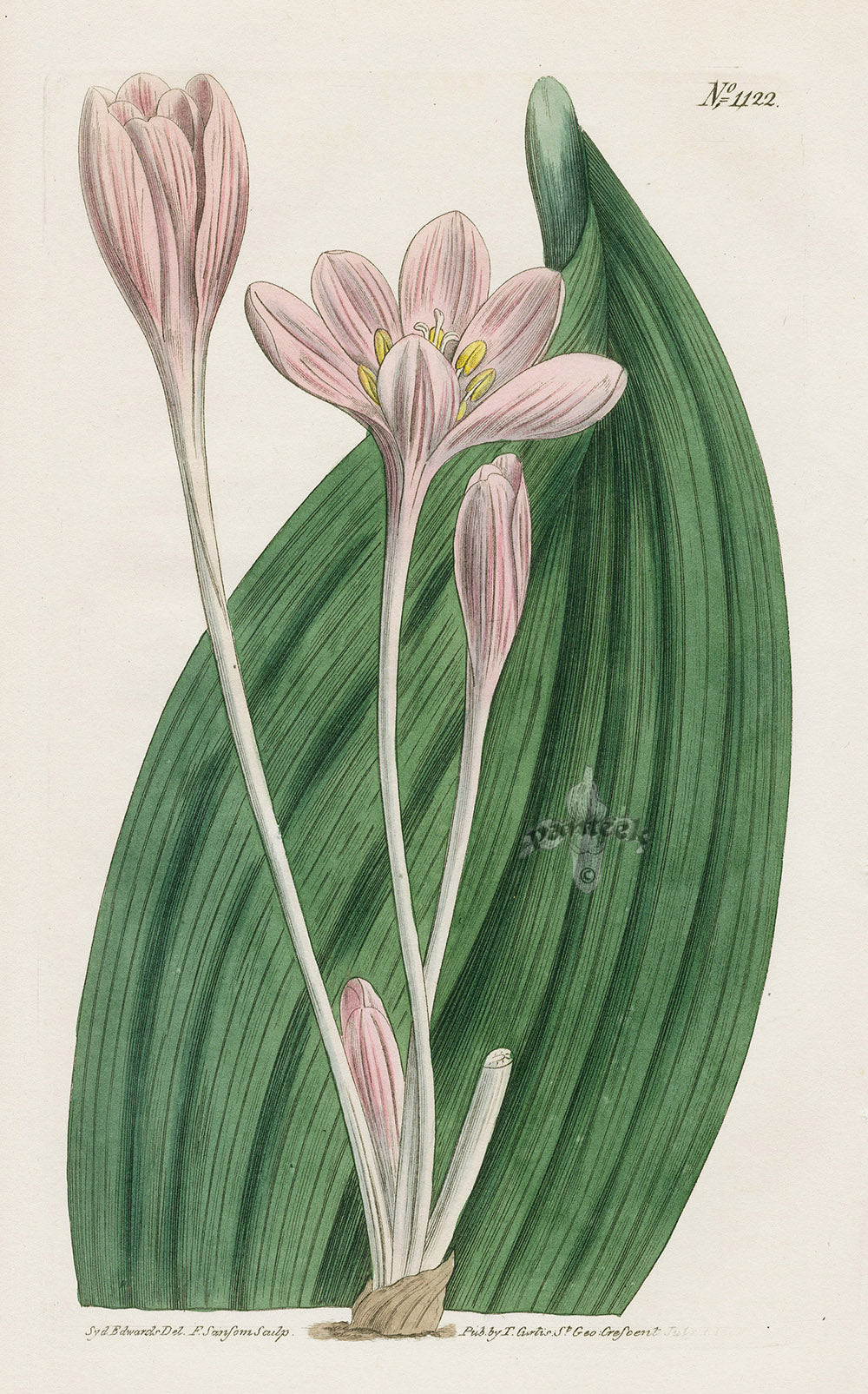 1800 Original Curtis Botanical Autumn Crocus