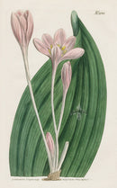 1800 Original Curtis Botanical Autumn Crocus