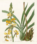 Curtis Botanical Magazine Print Double Eulophia Orchid
