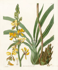 Curtis Botanical Magazine Print Double Eulophia Orchid