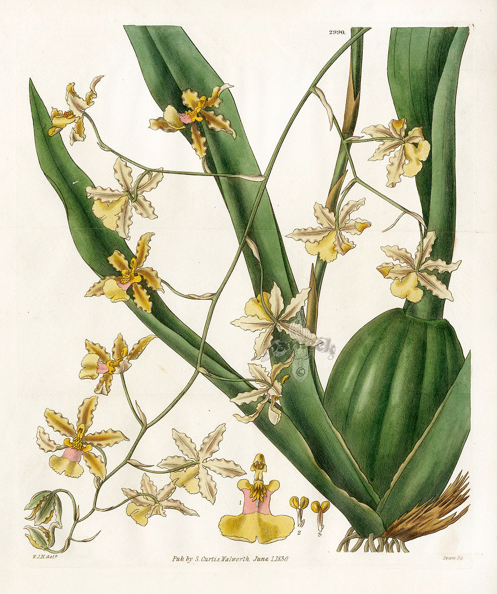 Curtis Botanical Magazine Print Double Oncidium Orchid