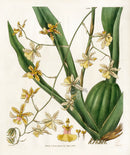 Curtis Botanical Magazine Print Double Oncidium Orchid