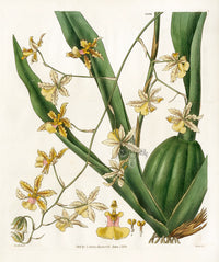Curtis Botanical Magazine Print Double Oncidium Orchid