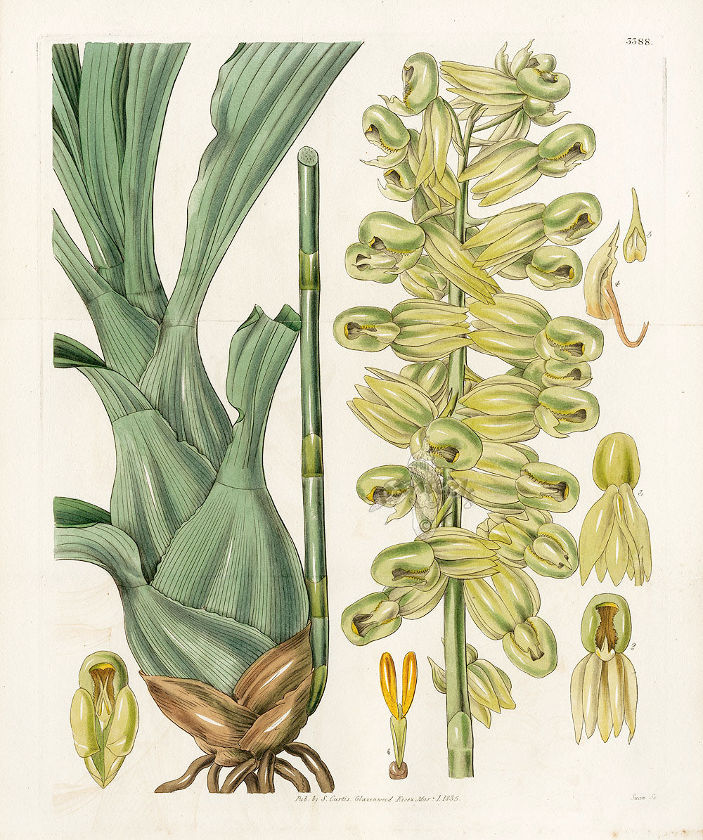 Curtis Botanical Magazine Print Double Catasetum Orchid