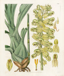 Curtis Botanical Magazine Print Double Catasetum Orchid