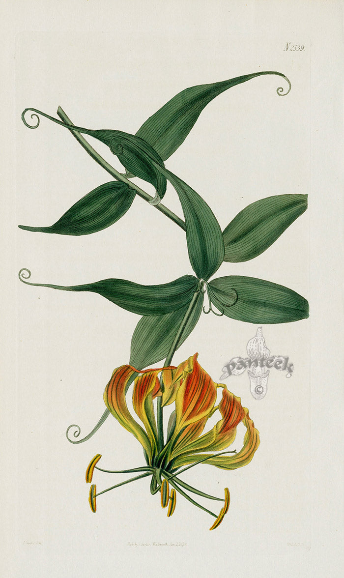 1800 Original Curtis Botanical Gloriosa Lily