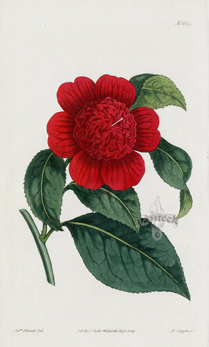 1800 Original Curtis Botanical Red Camellia Japonica