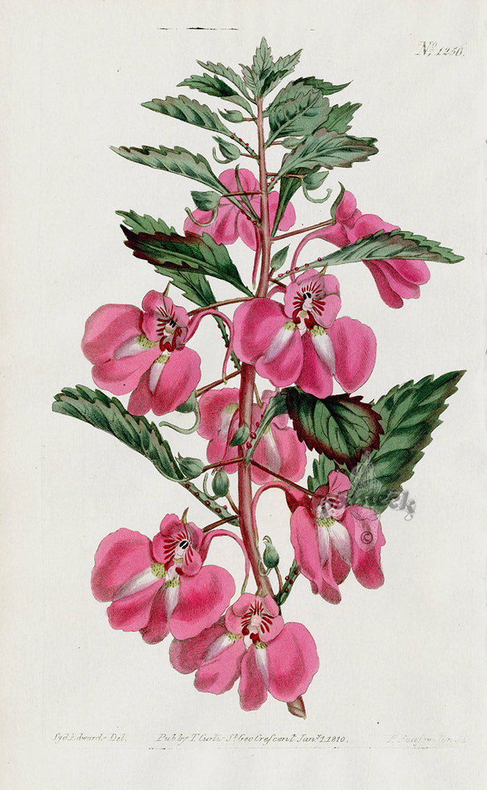 1800 Original Curtis Botanical Flower Red Impatiens