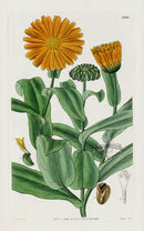 1800 Original Curtis Botanical Print Marigold