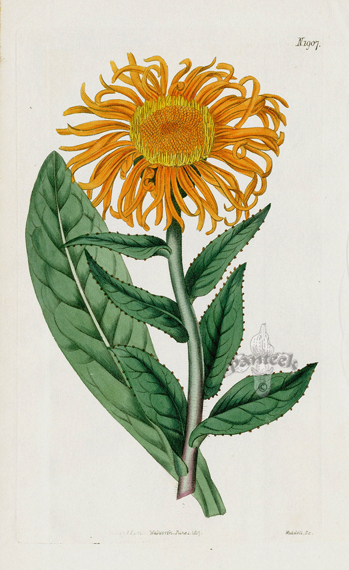 1800 Original Curtis Botanical Georgian Aster