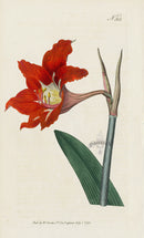 1800 Original Curtis Botanical Red Barbados Amaryllis Lily
