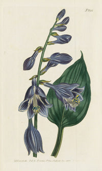 1800 Original Curtis Purple Blue Day Lily