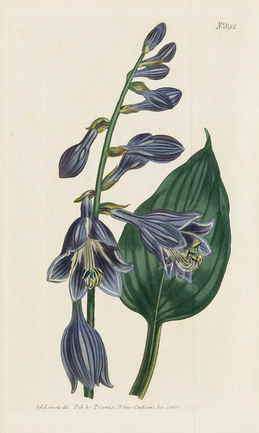 1800 Original Curtis Purple Blue Day Lily