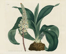 Curtis Botanical Magazine Print Double Sea Squill