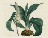 Curtis Botanical Magazine Print Double Sea Squill