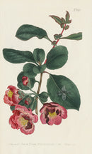 1800 Original Curtis Botanical Japan Apple Tree