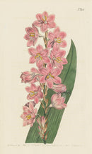 1800 Original Curtis Botanical Flower Pink Ixia