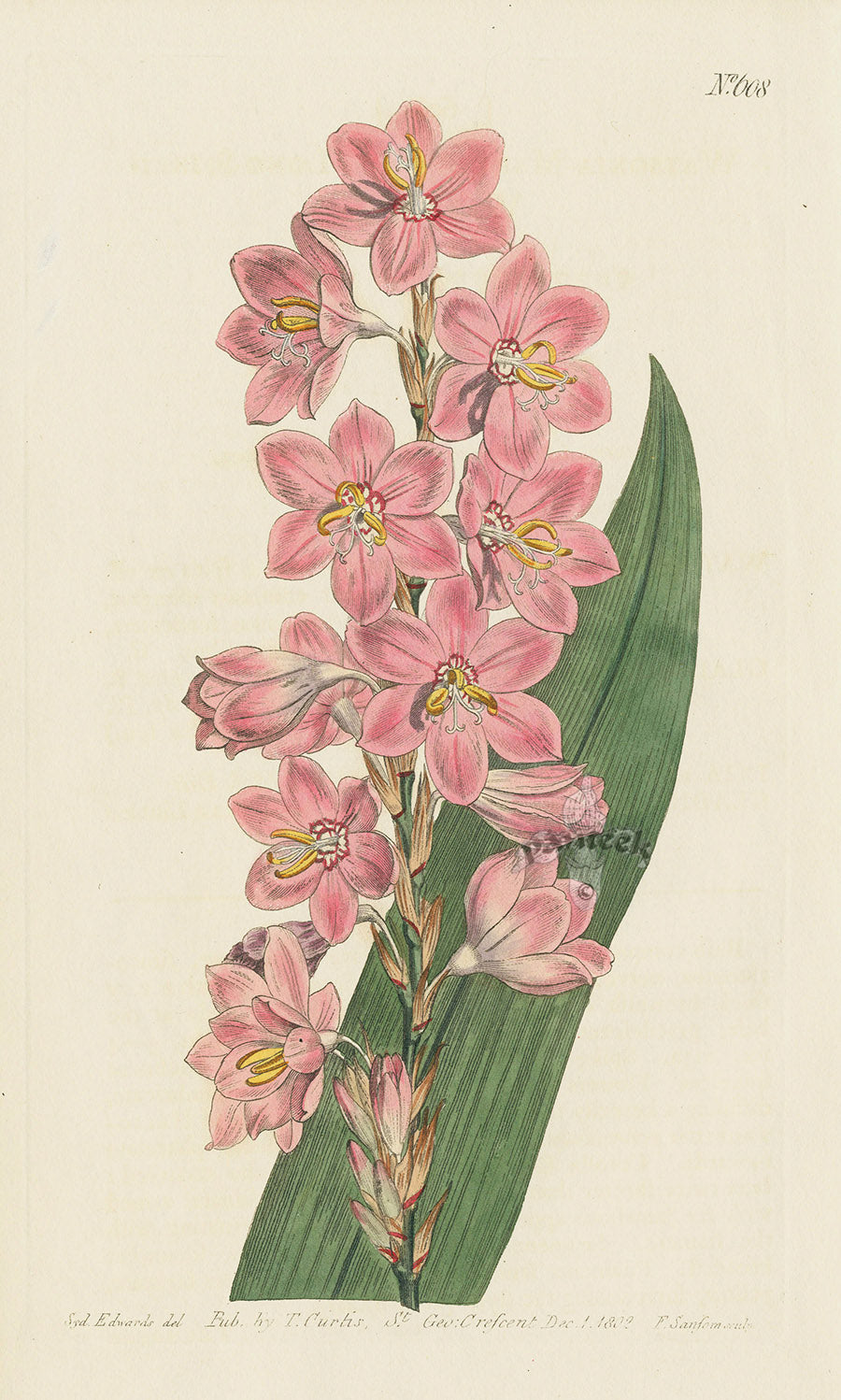 1800 Original Curtis Botanical Flower Pink Ixia
