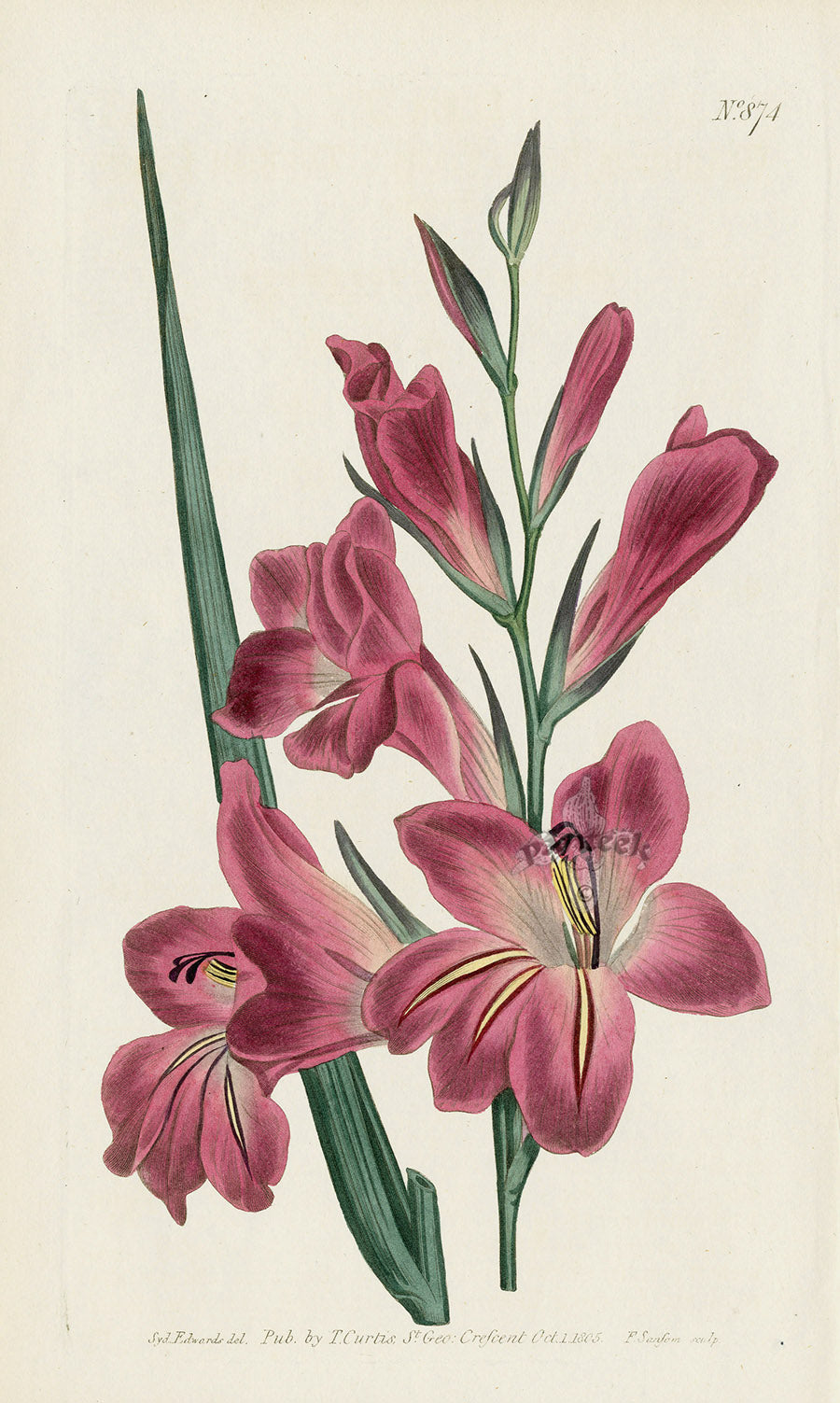 1800 Original Curtis Botanical Flower Red Gladiolus