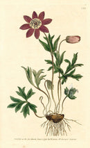 1800 Original Curtis Garden Anemone
