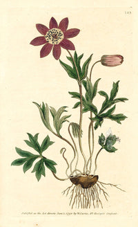 1800 Original Curtis Garden Anemone