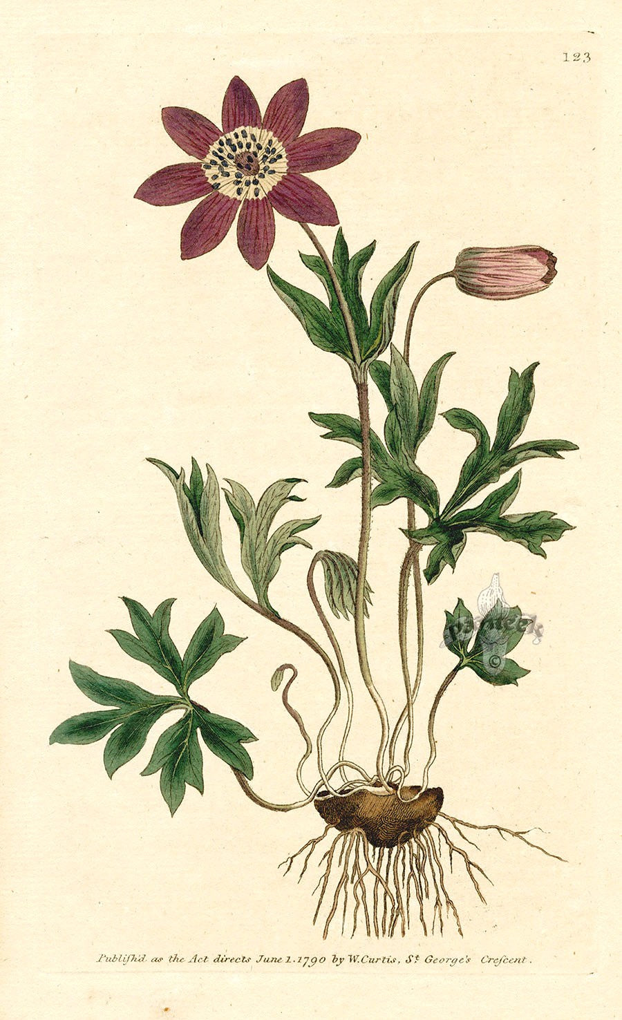 1800 Original Curtis Garden Anemone