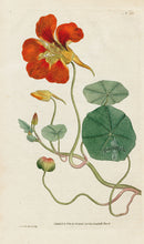 1787 Curtis Orange Nasturtium Botanical Print CFE278