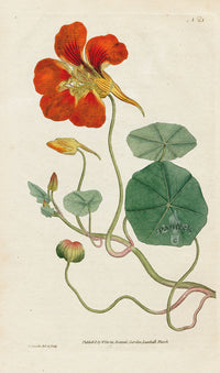 1787 Curtis Orange Nasturtium Botanical Print CFE278