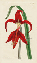1800 Original Curtis Botanical Jacobean Amaryllis