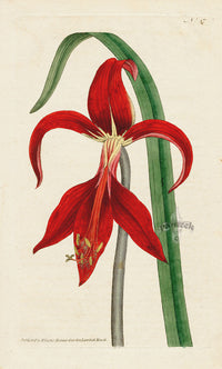 1800 Original Curtis Botanical Jacobean Amaryllis