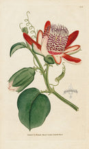 1800 Original Curtis Botanical Winged Passion Flower