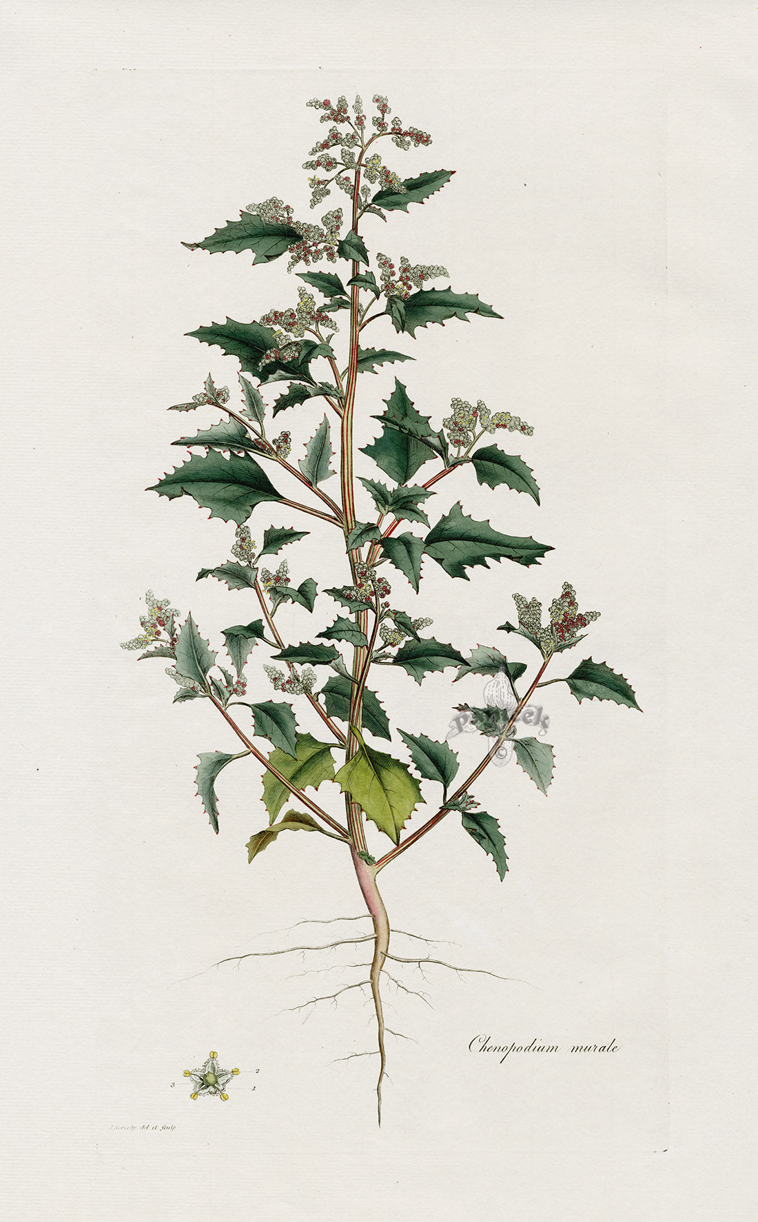 Curtis Flora Londinensis Nettle Goosefoot