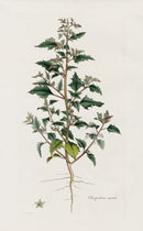 Curtis Flora Londinensis Nettle Goosefoot