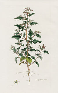 Curtis Flora Londinensis Nettle Goosefoot