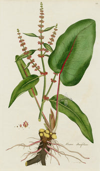 Curtis Flora Londinensis Broad Leaf Dock